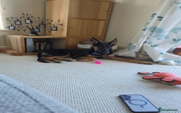 Mixed Breed dogs for sale: German shepherd cross.  - Image 4