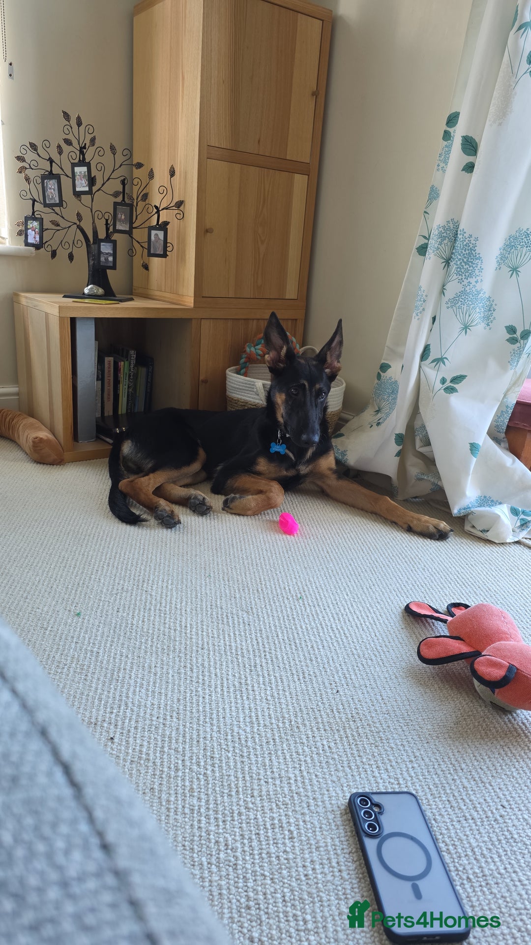 Mixed Breed dogs for sale: German shepherd cross.  - Image 4