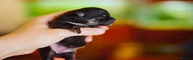 Black and tan girl