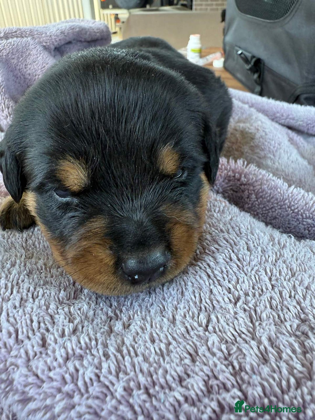 Rottweiler dogs for sale: Pure bred Rottweilers puppies - Image 8