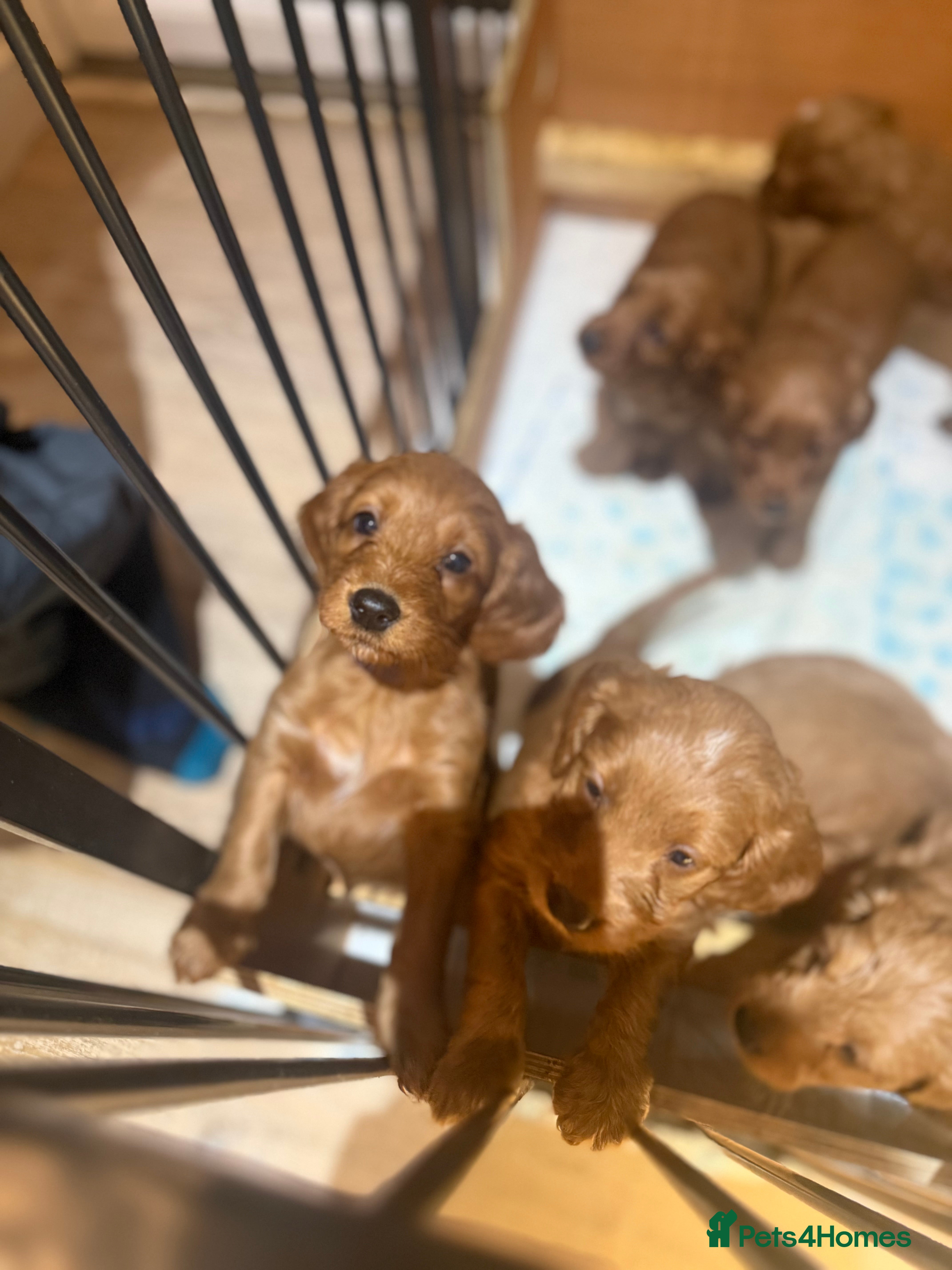 Cockapoo dogs 1 Golden Cockapoo girl left 🐶 - Advert 5