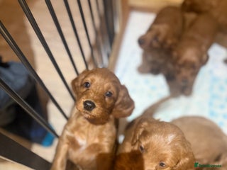 Cockapoo dogs 1 Golden Cockapoo girl left 🐶 - Advert 14