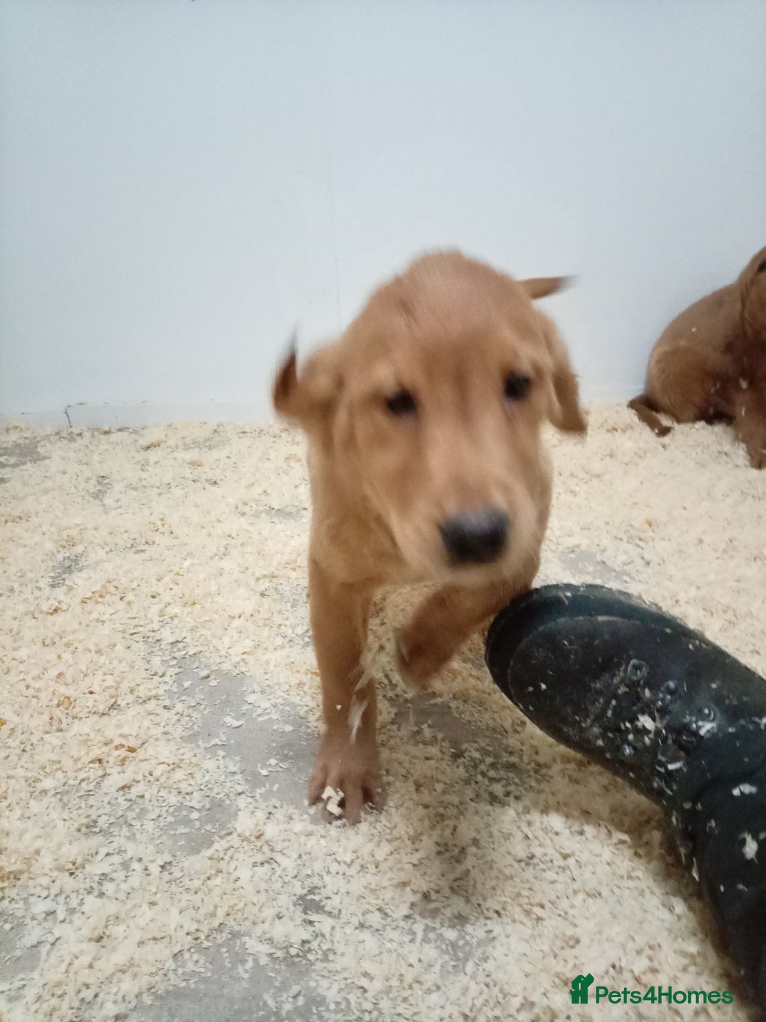 Golden Retriever dogs for sale: Kc registered golden retrievers from working lines - Advert 3