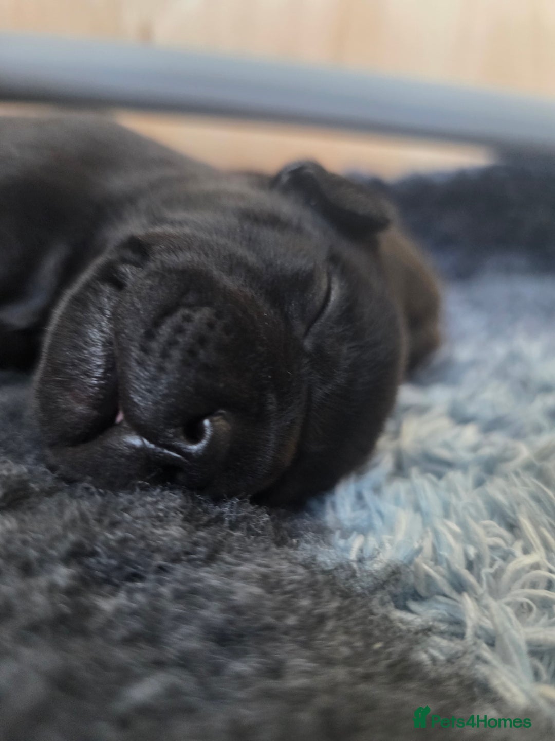 Staffordshire Bull Terrier dogs for sale: Stunning KC Staffs Very Unique colours - Image 11