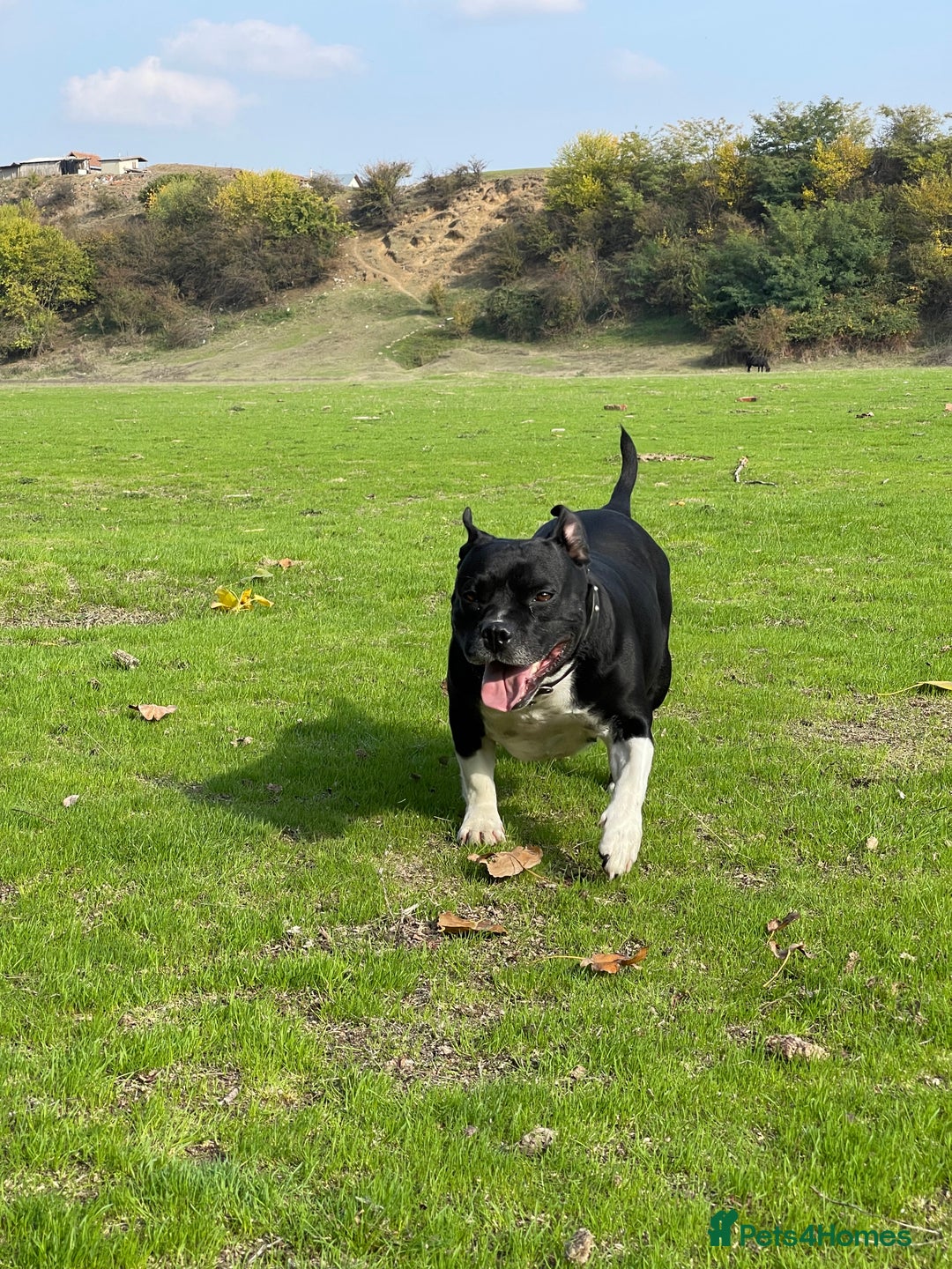 Staffordshire Bull Terrier dogs for sale: Beautiful Loyal Staffy Girl Needs Loving Home - Image 7