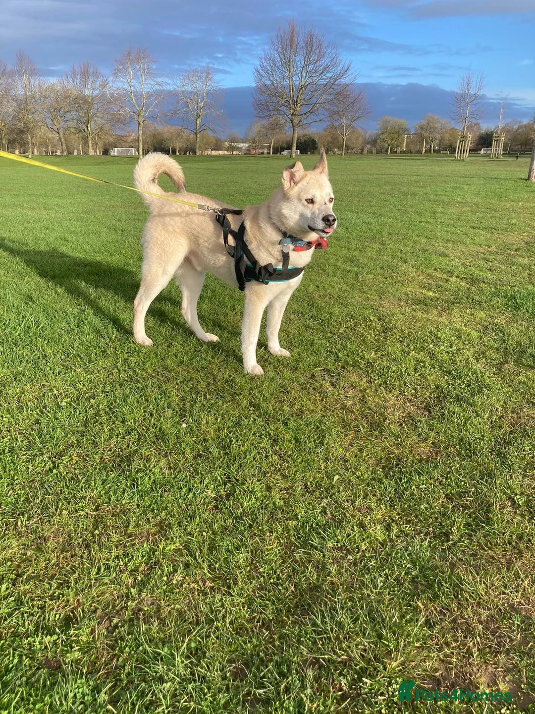 Mixed Breed dogs for adoption: Handsome Fivos Huskey X Shepherd in Norwich - Advert 18