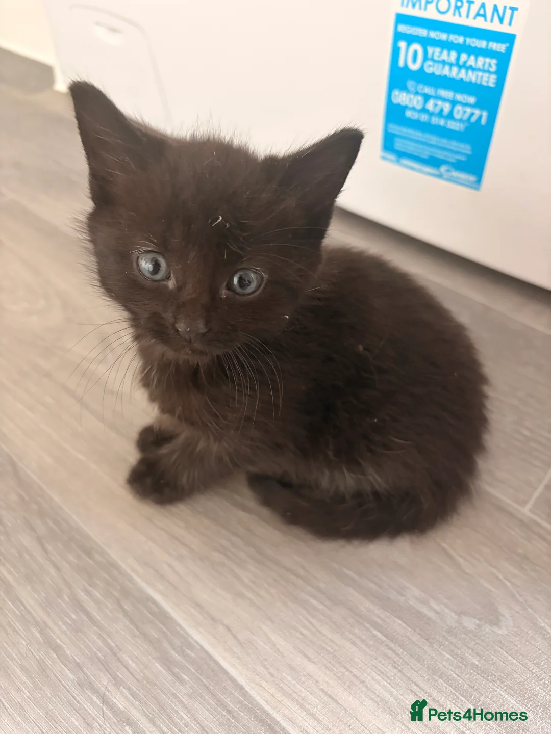 Mixed Breed cats for sale: Two beautiful girls  - Advert 2