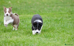 Border Collie dogs for sale: Border Collie Puppies  - Image 5