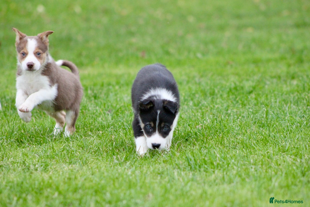 Border Collie dogs for sale: Border Collie Puppies  - Image 5