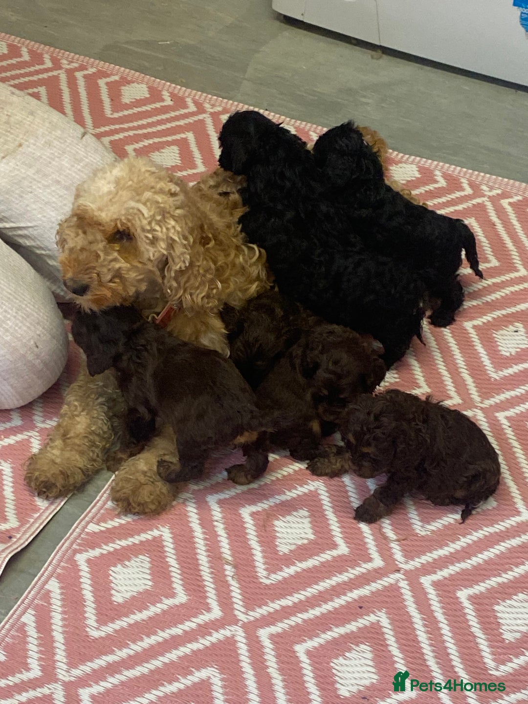 Cockapoo dogs for sale: American cockapoos - Image 6