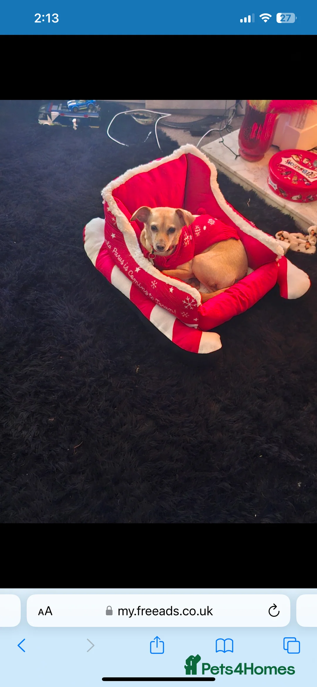 Mixed Breed dogs for sale: Tula  - Advert 1