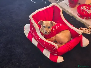 Mixed Breed dogs Tula - Advert 15