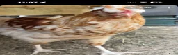 Chickens poultry for sale: friendly young cockerel  - Advert 1
