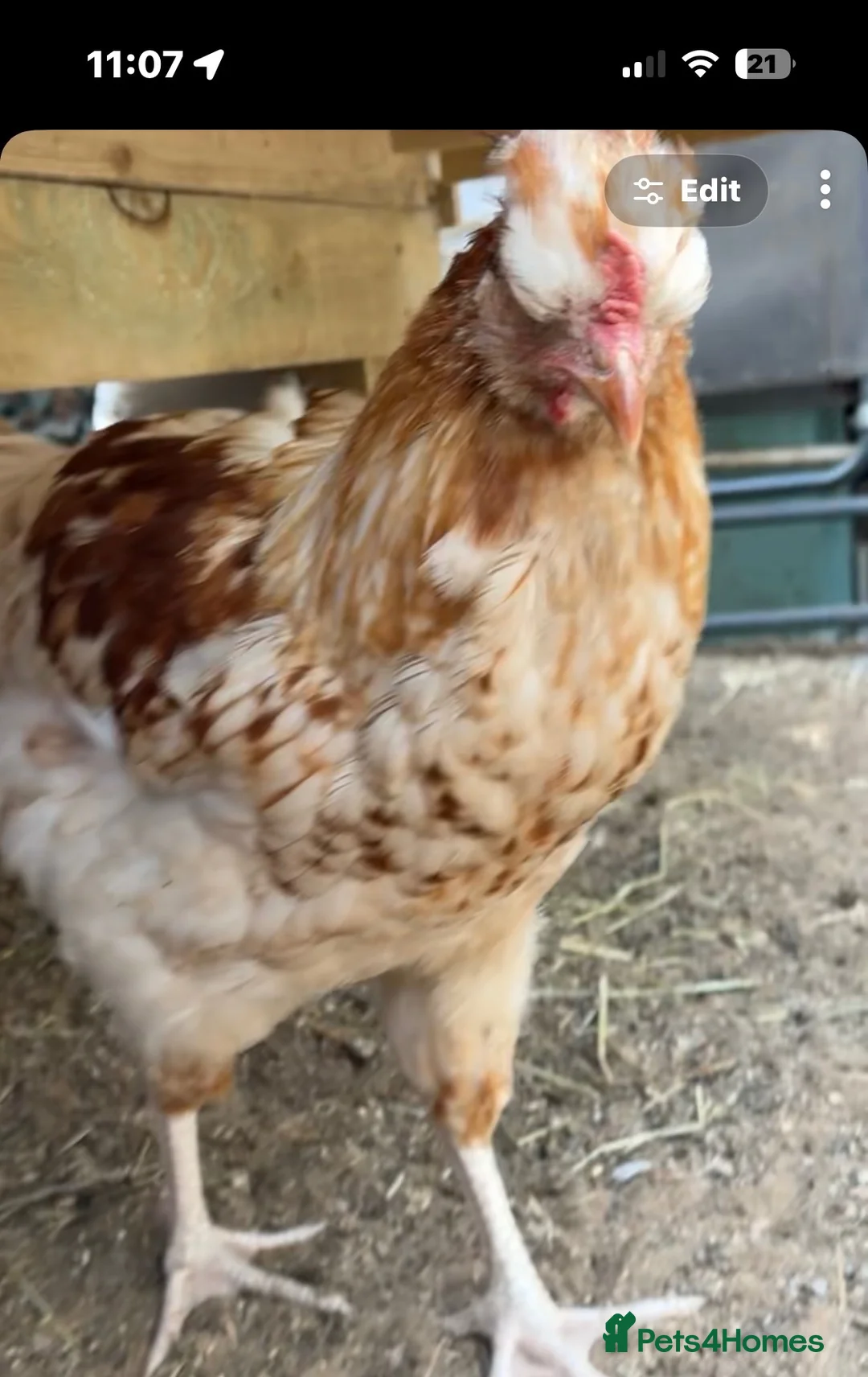 Chickens poultry for sale: friendly young cockerel  - Advert 1