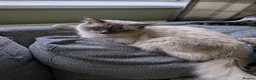 Mixed Breed cats for sale: 4 Ragdoll Cross Kittens - Advert 8