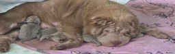 Shar Pei dogs for sale: 5 Shar peis in Hull - Advert 4