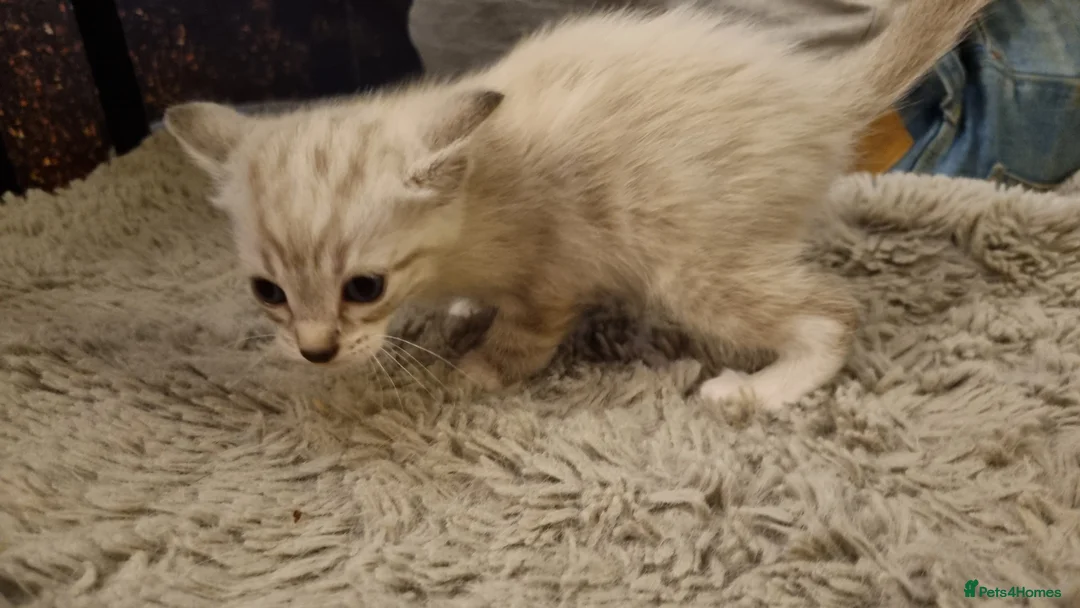 Mixed Breed cats for sale: Bengal mother. Father tabby with maincoon kittens  in Sanquhar - Advert 2