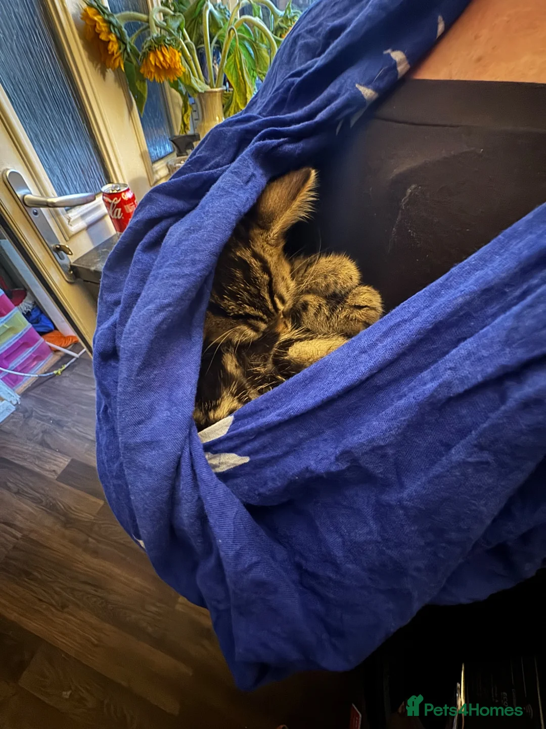 Bengal cats for sale: One Marble Bengal Female Remaining - Advert 2