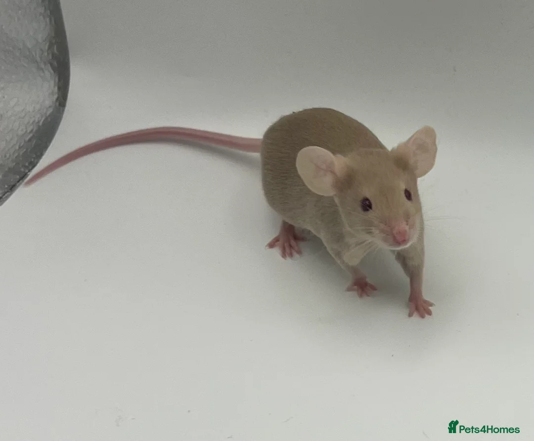 Mouse rodents for sale: Young Fancy Male Mice – Smooth Coated - Advert 4
