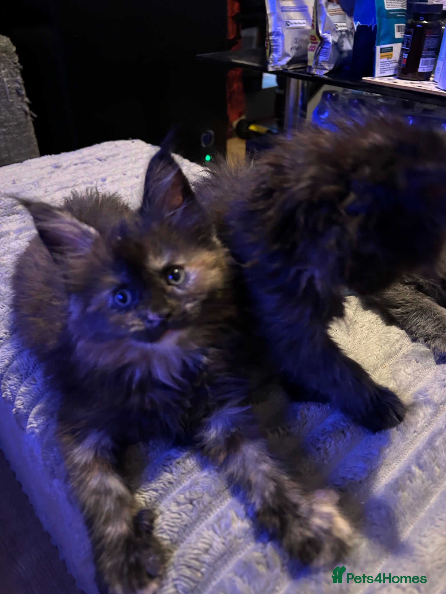 Maine Coon cats 8 Beautiful mainecoon kittens  - Advert 14