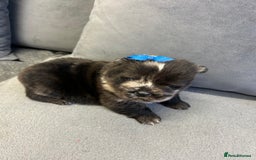 Chow Chow dogs for sale: Chow chow puppies for sale  - Image 5