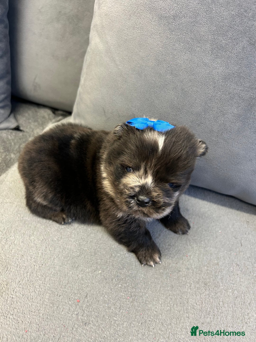 Chow Chow dogs for sale: Chow chow puppies for sale  - Image 5