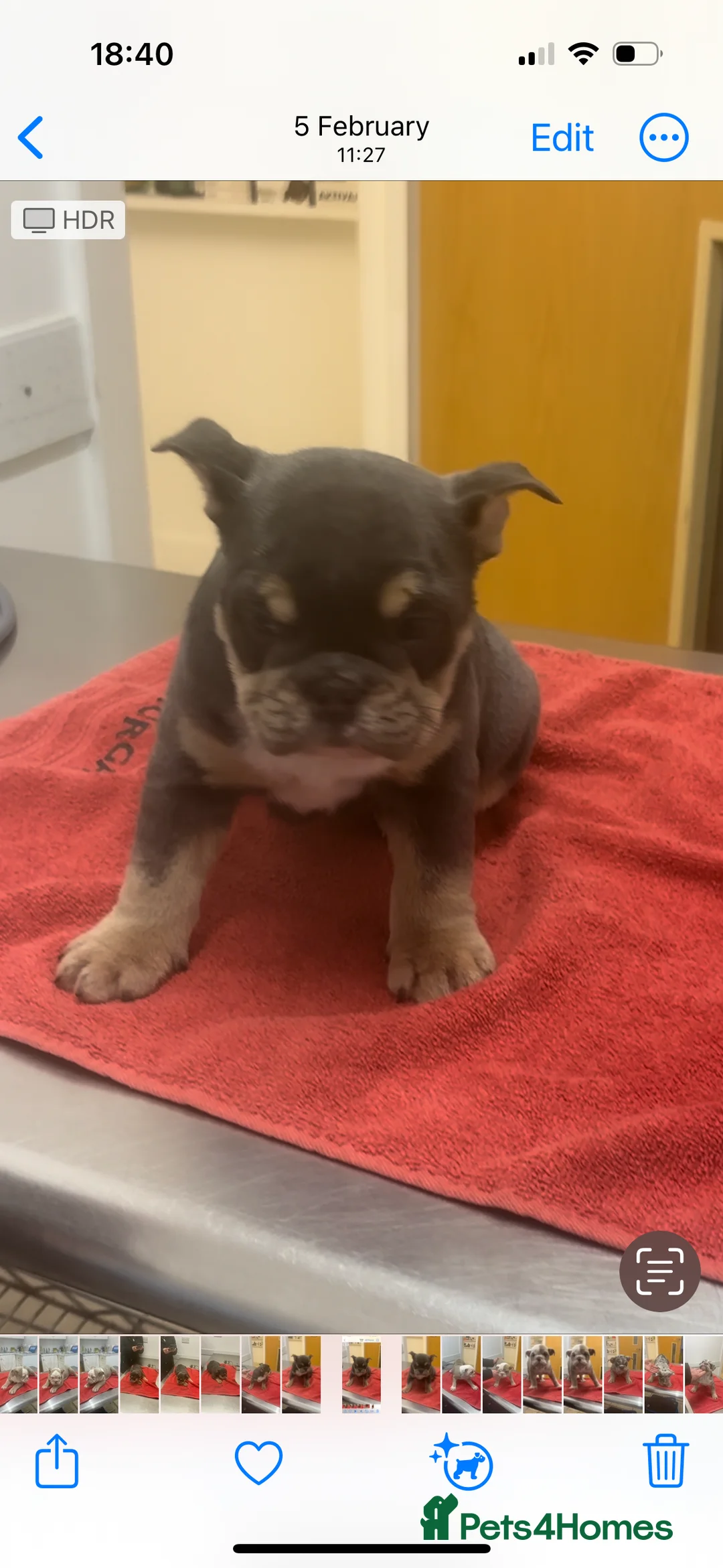 English Bulldog dogs for sale: English bulldog puppies  - Advert 4