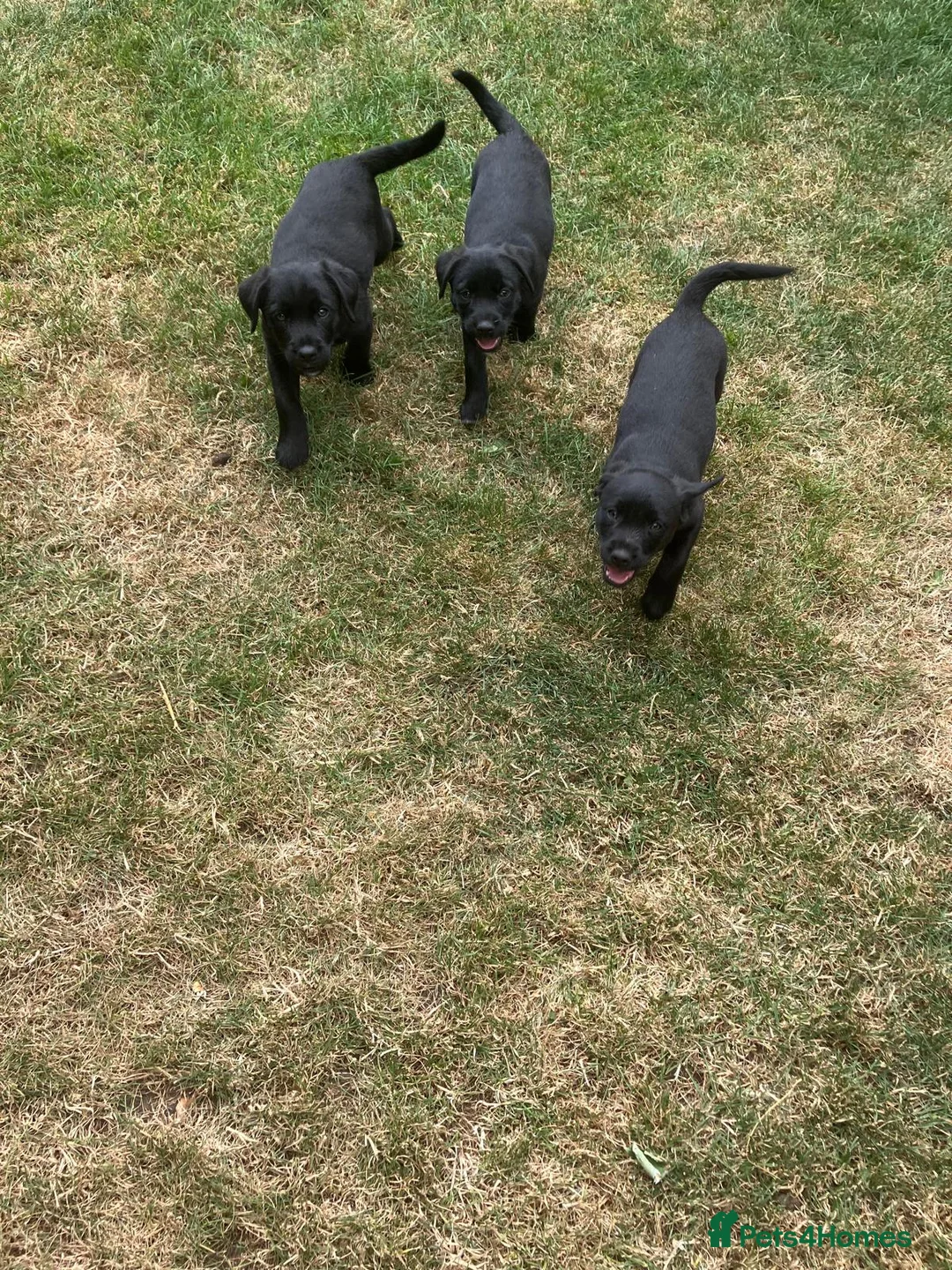 Mixed Breed dogs for sale: Beautiful Border Terrier X Puppies for sale.  - Advert 2