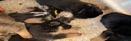 German Shepherd dogs for sale: LITTER DUE  - Advert 7