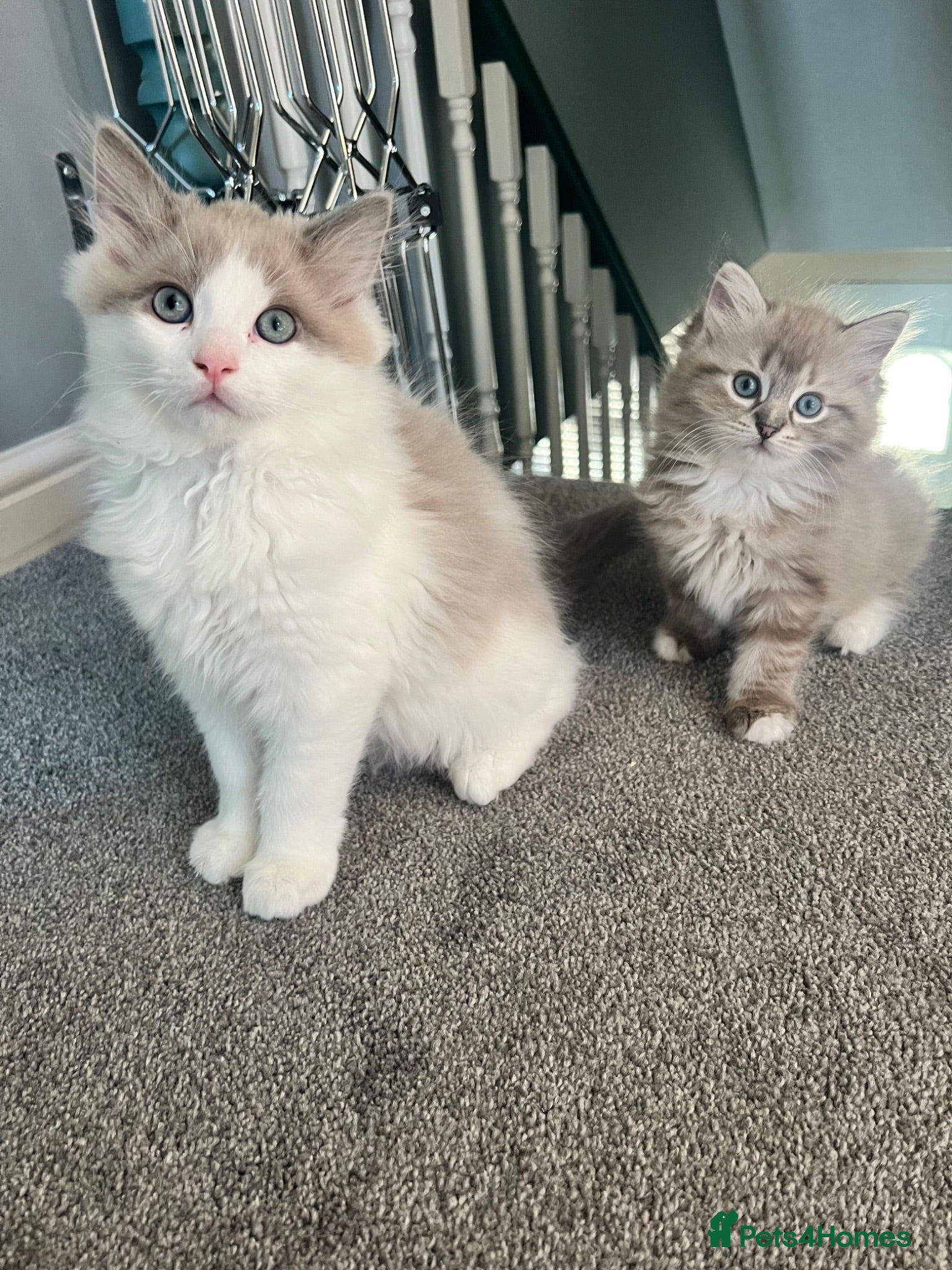 Ragdoll cats CollieKiss Ragdolls – Beautiful TICA Registered - Advert 1