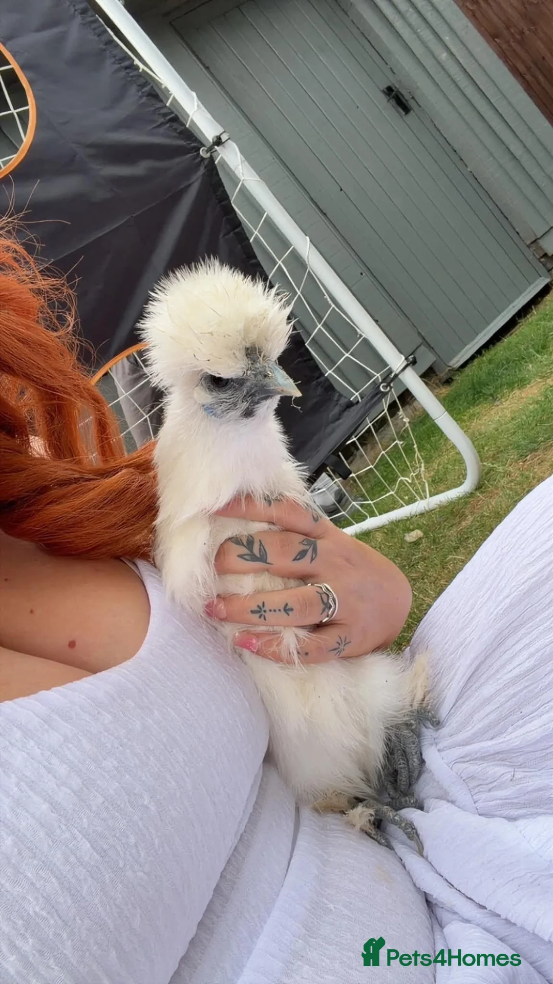 Chickens poultry for sale: White silkie hen - Advert 7