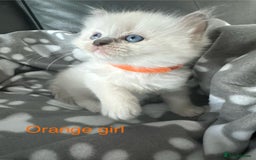 Ragdoll cats for sale: Beautiful Ragdoll kittens  - Image 5
