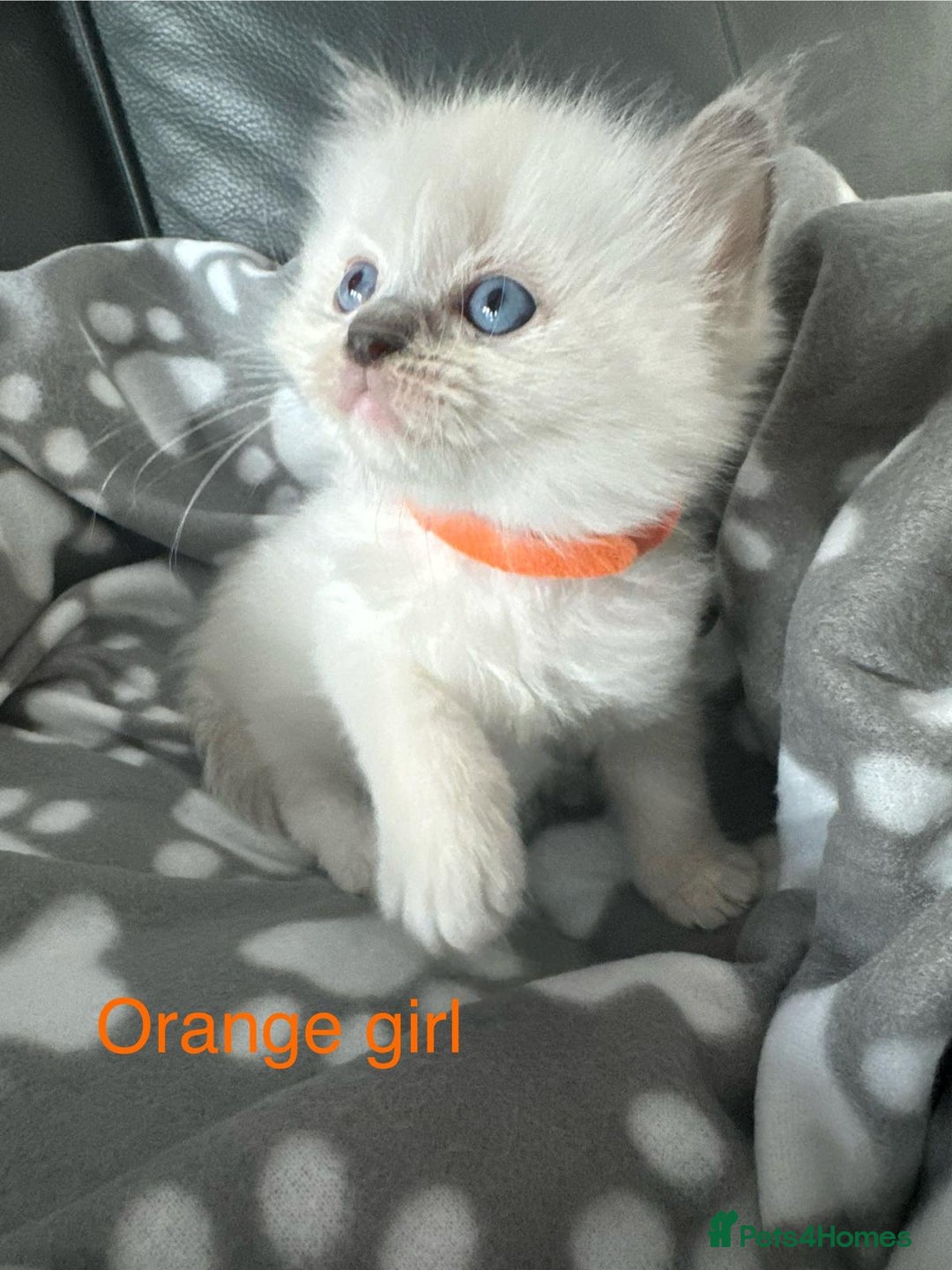 Ragdoll cats for sale: Beautiful Ragdoll kittens  - Image 5