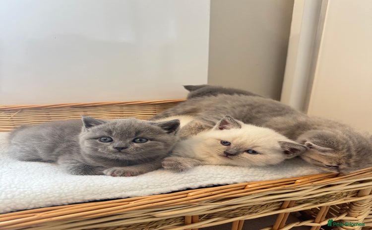 British Shorthair cats - Advert 4
