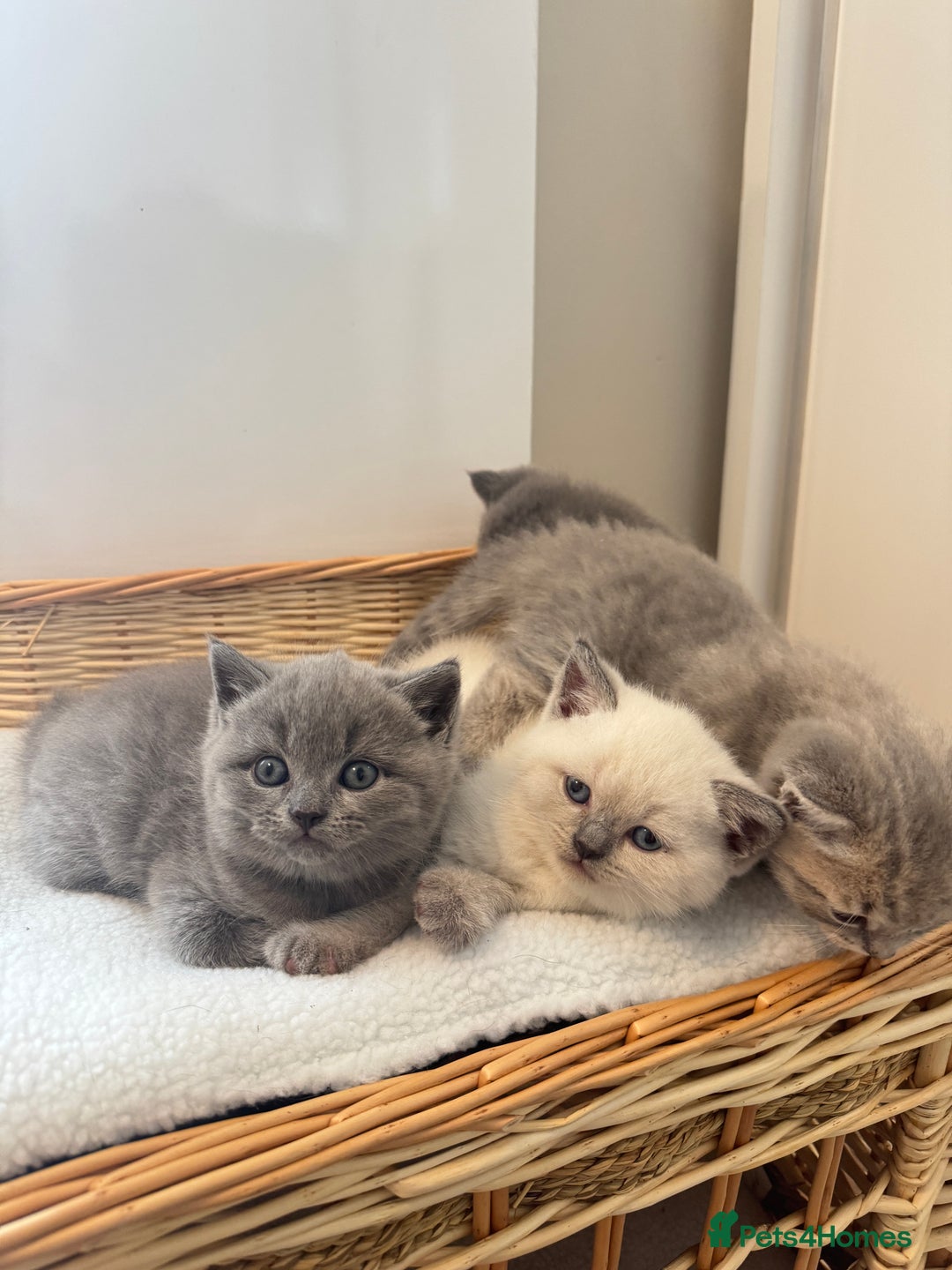 British Shorthair cats for sale: Adorable british shorthair kittens - Image 1
