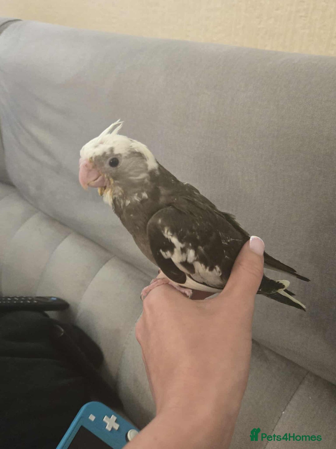 Cockatiels birds for sale: Cockatiel chicks hand tame  - Image 19