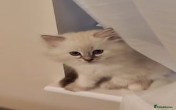 Siberian cats for sale: Siberian Neva Masquerade kittens - Image 16