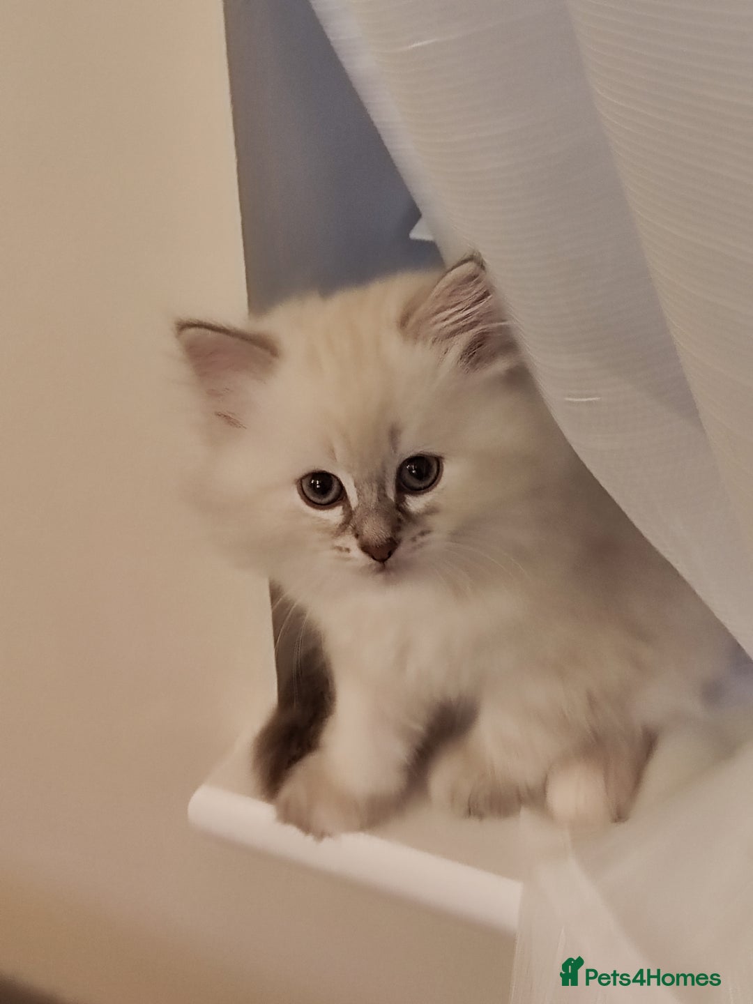 Siberian cats for sale: Siberian Neva Masquerade kittens - Image 16
