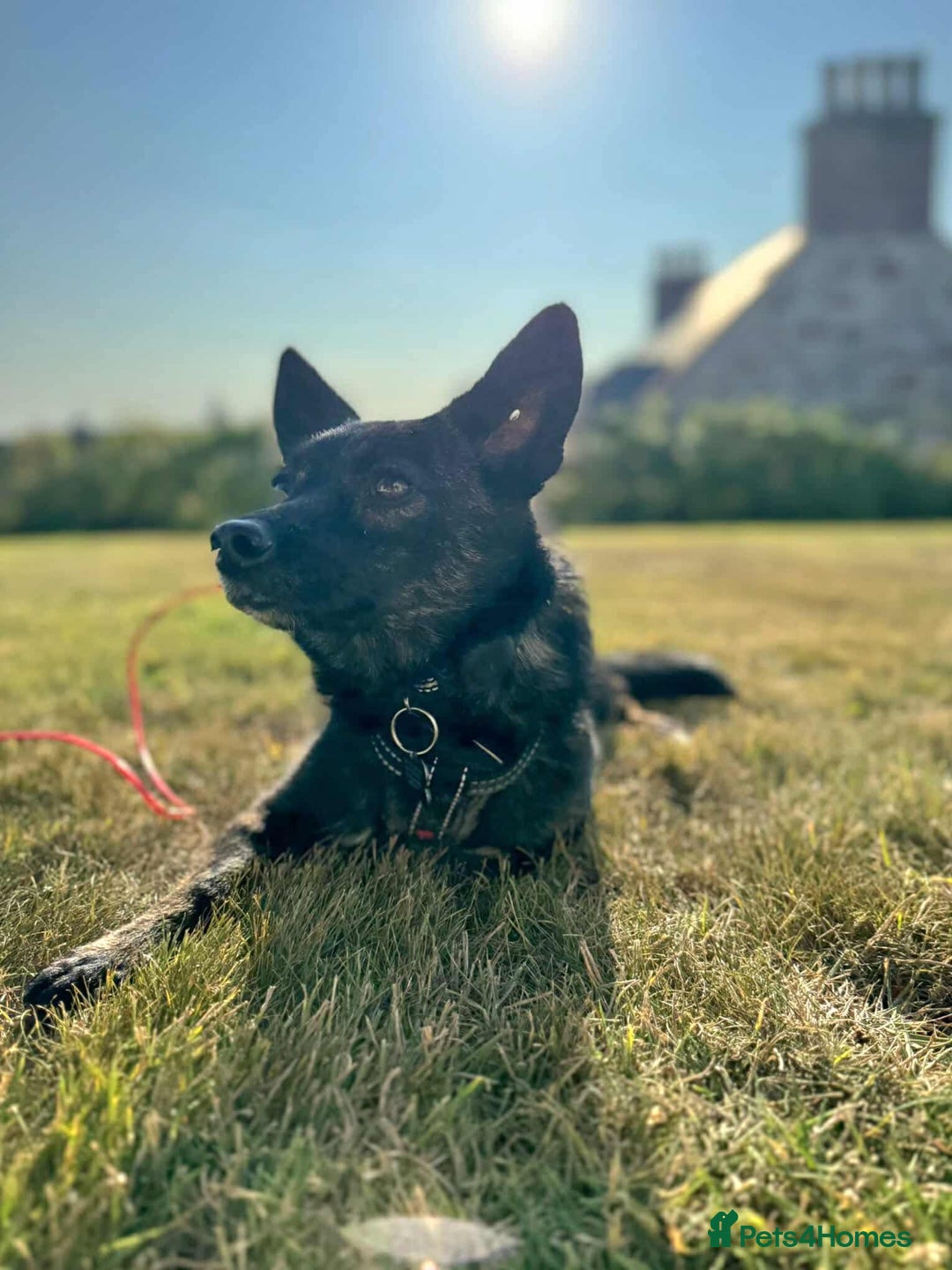 Mixed Breed dogs for adoption: Annie - a little dog with a big heart ❤️ - Image 4