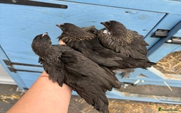 Chickens poultry for sale: Sablepoot Booted Bantam Pullets & Cockerels - Image 3