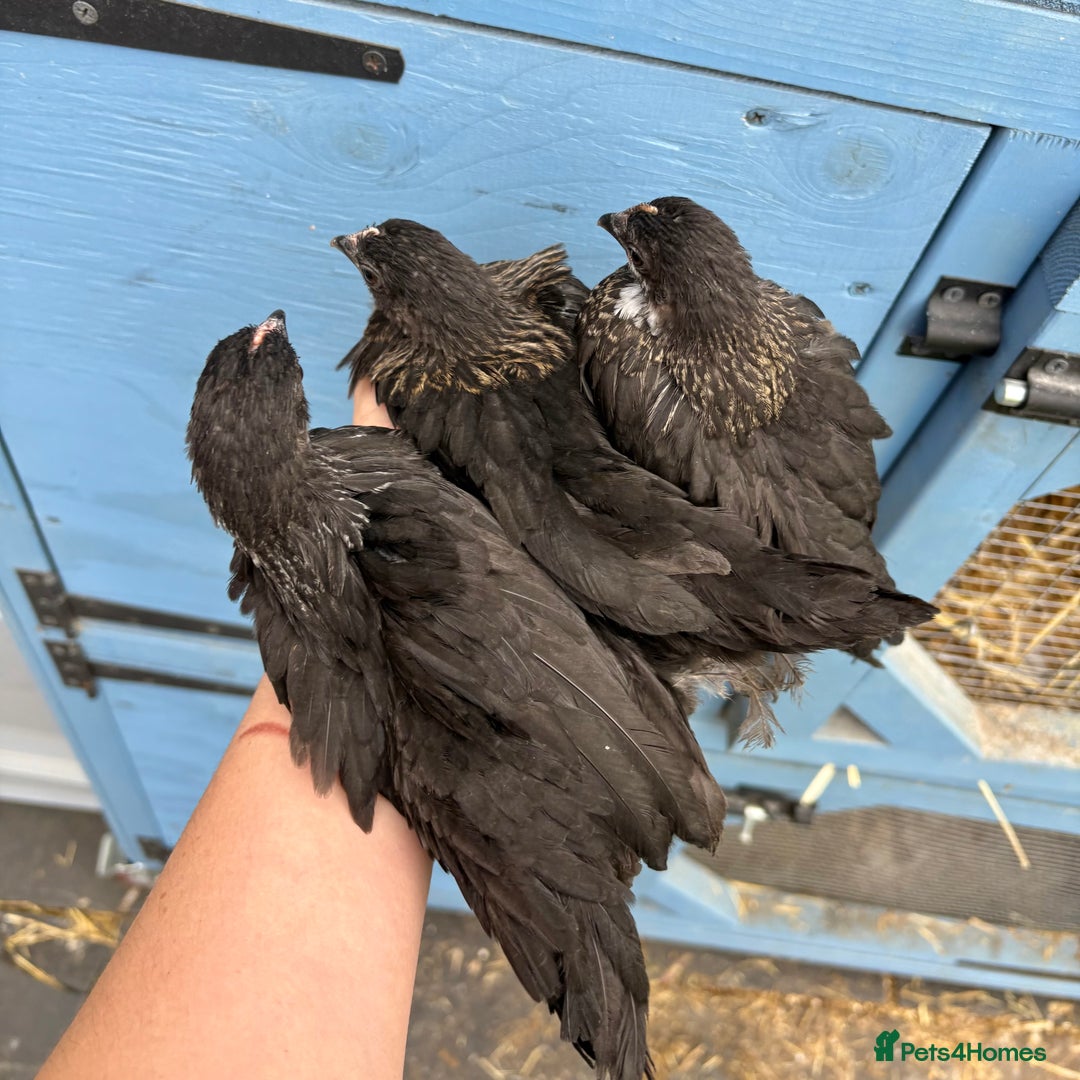 Chickens poultry for sale: Sablepoot Booted Bantam Pullets & Cockerels - Image 3