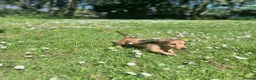 Miniature Dachshund dogs for sale: Miniature Dachshund Boy KC Registered in Hayling Island - Advert 2
