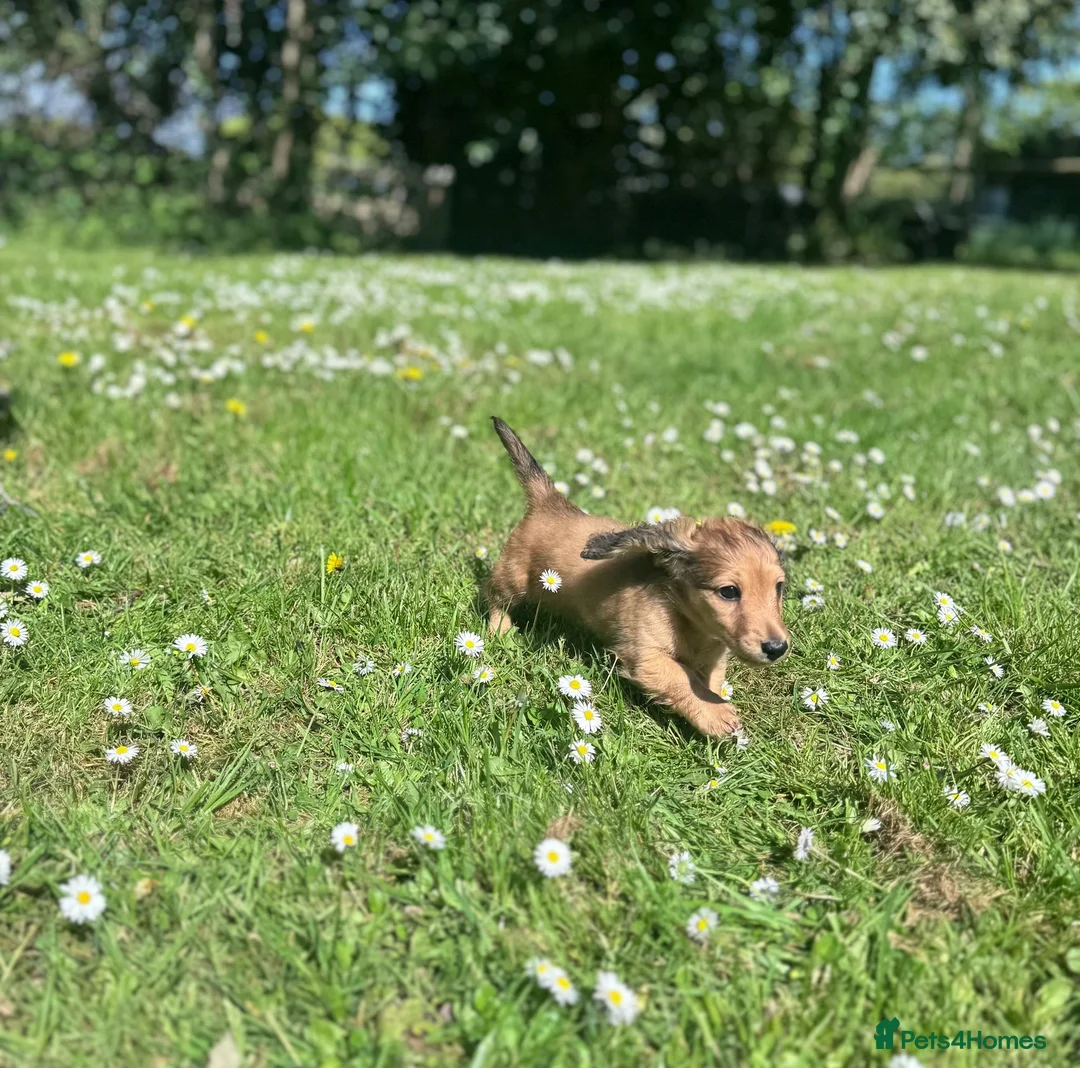 Miniature Dachshund dogs for sale: Miniature Dachshund Boy KC Registered in Hayling Island - Advert 2