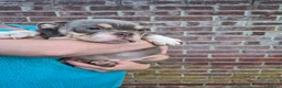 English Bulldog dogs for sale: Fully Vaccinated Ready To leave English Bulldog - Advert 23