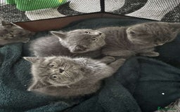 British Shorthair cats for sale: British short hair kittens - Image 16