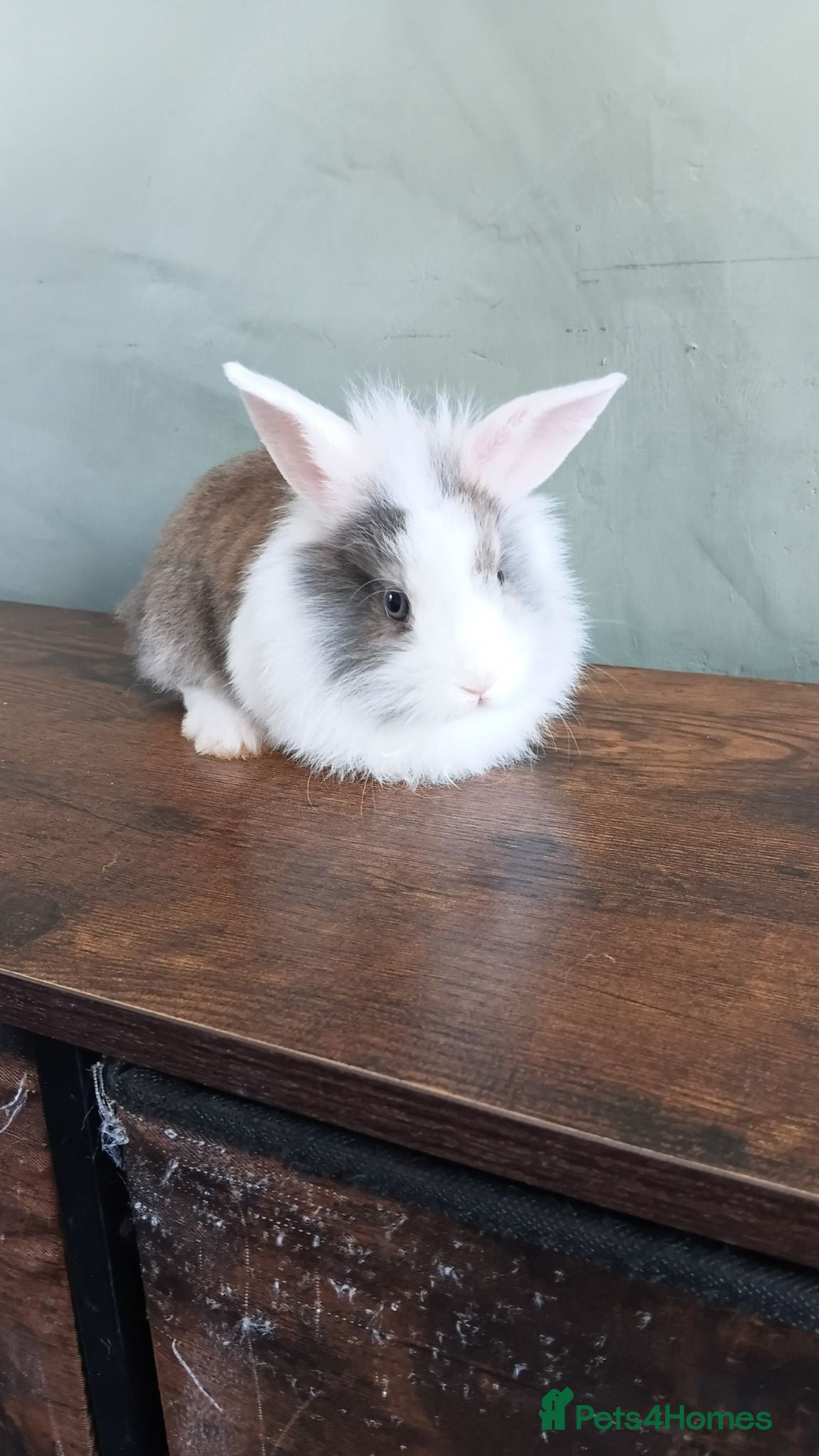 Lionhead rabbits Male baby rabbits  - Advert 1
