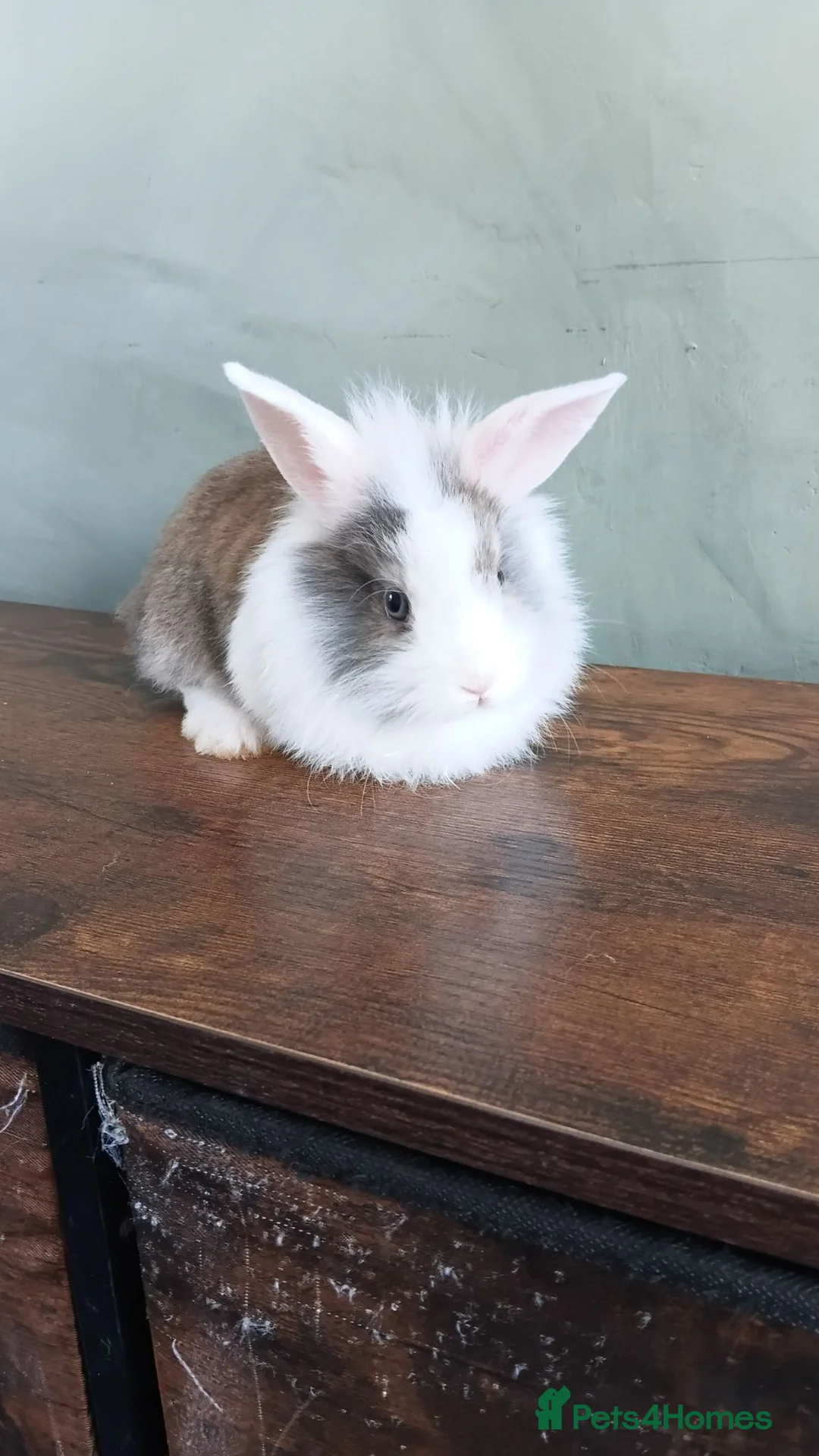 Lionhead rabbits for sale: Male baby rabbits  in Goole - Advert 1