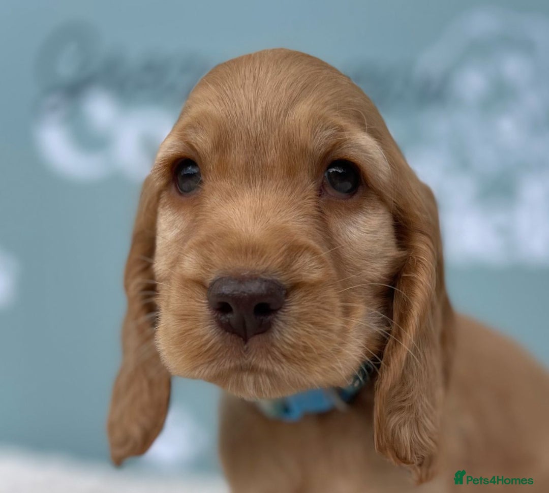 Cocker Spaniel dogs for sale: Golden Male Show Cocker Spaniel - Image 1