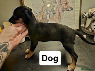 Mixed Breed dogs Lurcher puppies - Advert 2