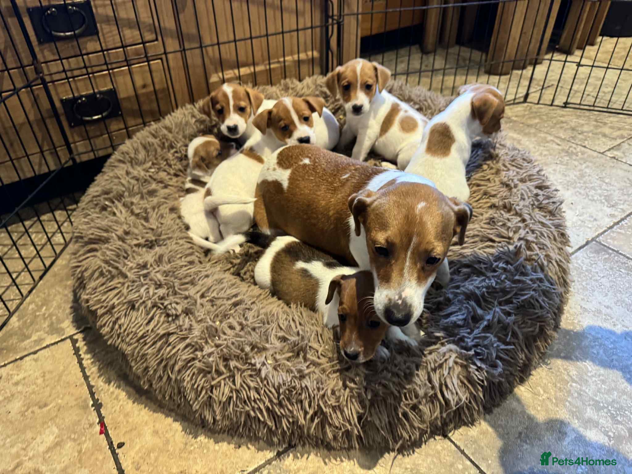 Jack Russell dogs Stunning litter of true short legged Jack russels  - Advert 1